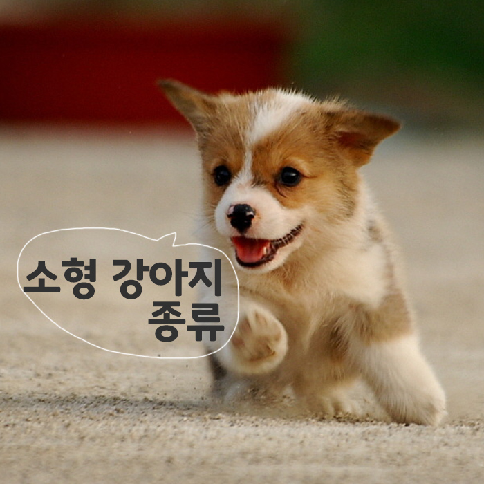  [소형 강아지 종류] 귀염둥이들 소개해요!