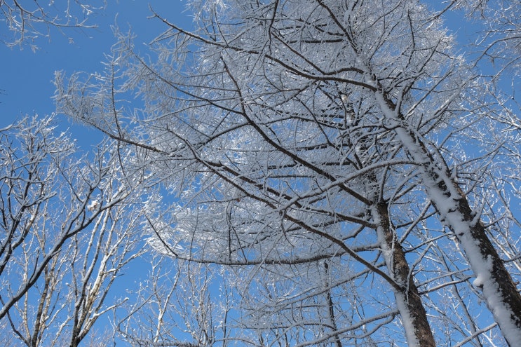  2019/02/16-17/#6 정선 백운산_눈꽃산행