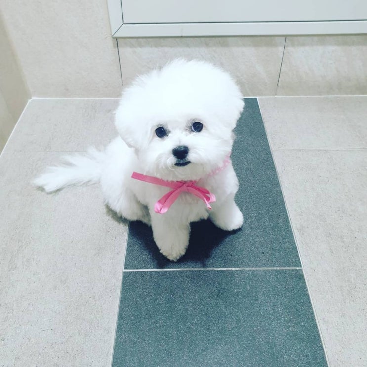  비숑 육아일기 114일째 : 낑깡이 2번째 미용