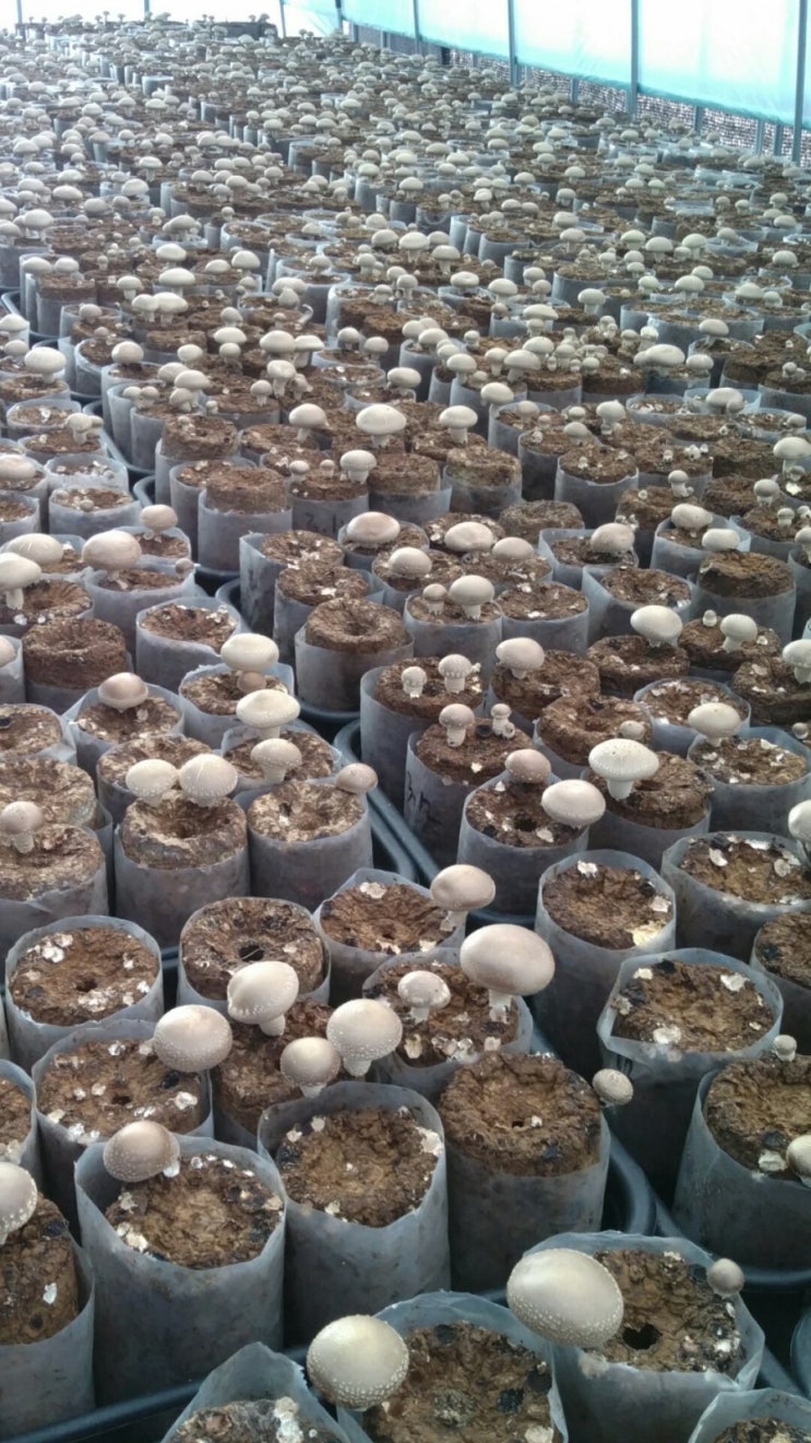 표고 버섯의 효능 및 좋은 버섯 고르는 법