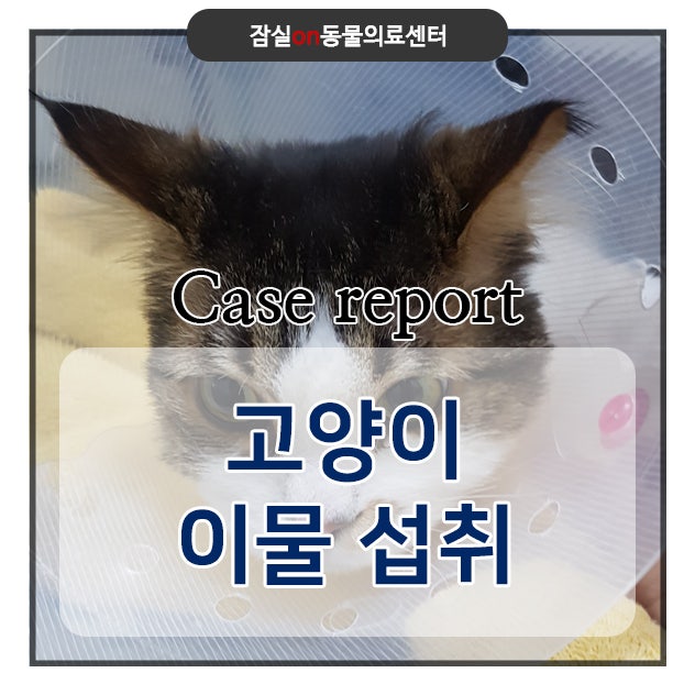 고양이 내시경, 비닐 먹었습니다, 이물질 내시경 시술 & 폴동물병원, 분당 정자동 2
