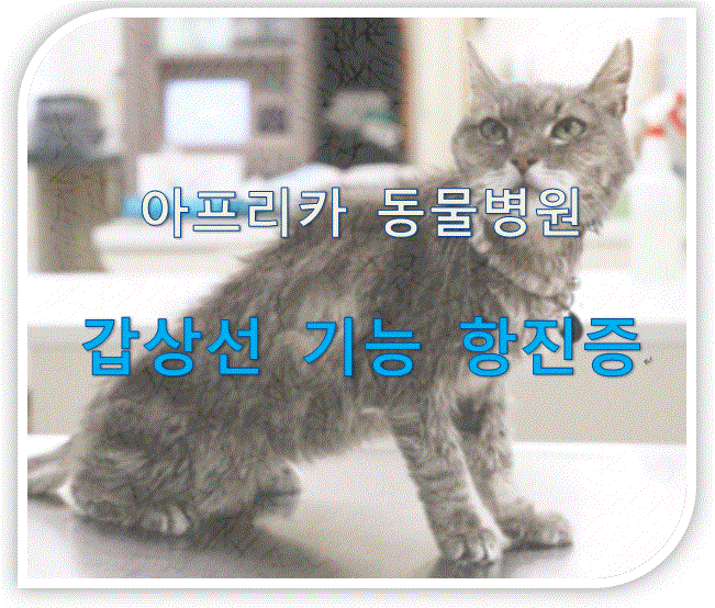 고양이 갑상선기능항진증 방사성요오드치료(RAI)/2차동물병원 헬릭스동물메디컬센터