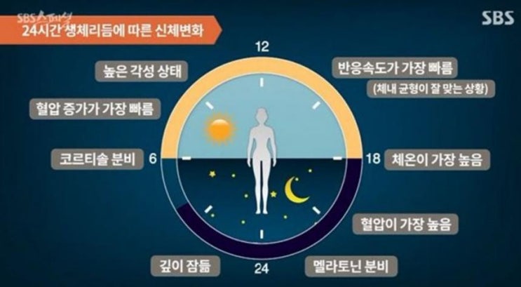  간헐적 단식 방법, 아침형-저녁형 따로 있다… ‘어느 시간대가 더 효과적?’
