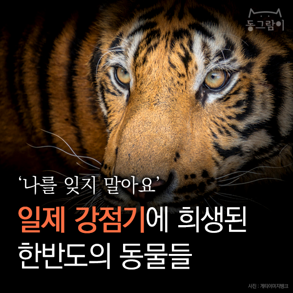  [카드뉴스] '나를 잊지 말아요' 일제 강점기에 희생된 한반도의 동물들