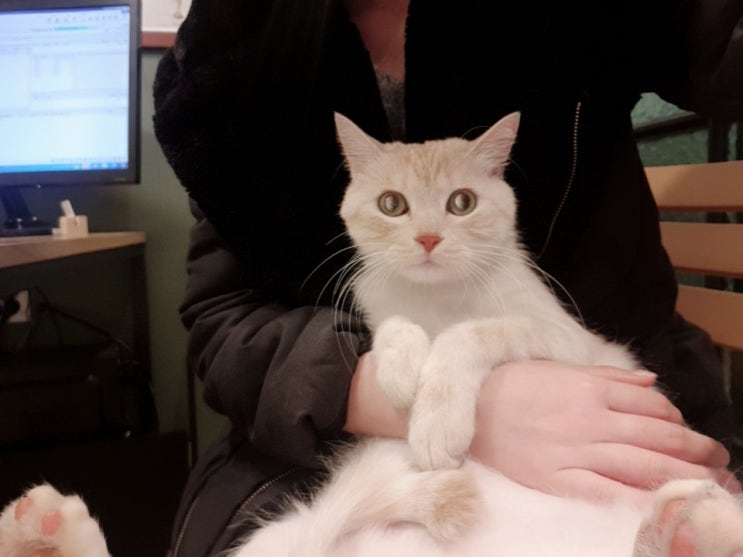 필리핀 고양이 검역 수입허가 - 청주 해외 동물운송 준비 필리핀 고양이 검역 수입허가 - 청주 해외 동물운송 준비