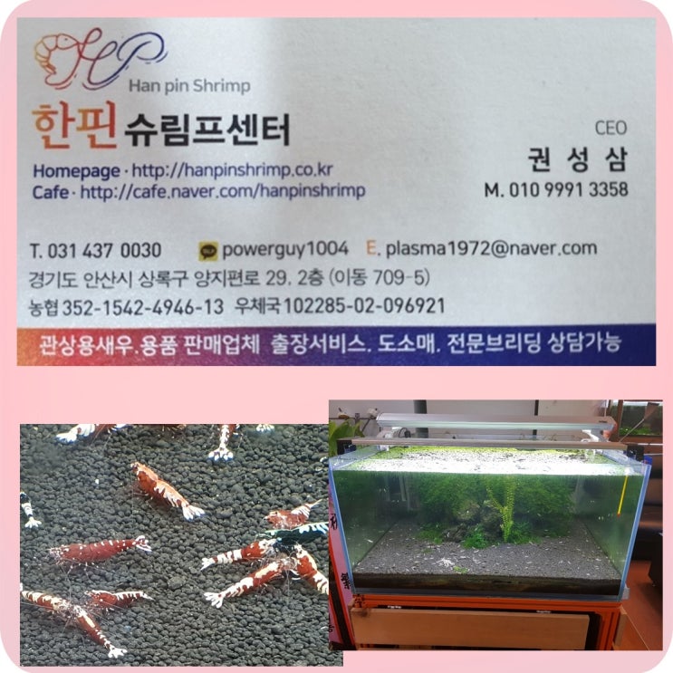  관상용 새우 한핀슈림프센터 2019