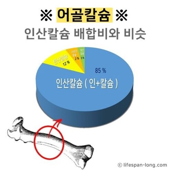  뼈에 좋은 음식 어골칼슘의 흡수율 주목[연구발췌]