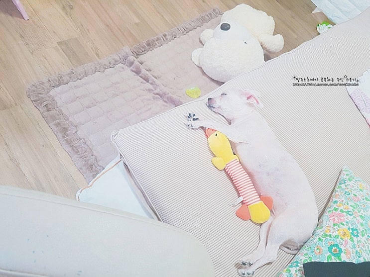  우리집 애완견은 면역강화제로 뉴 임비타 골드를 주고 있어요.
