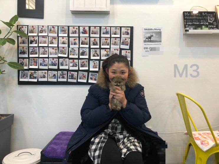  호평강아지분양 오렌지포메라니안분양후기️