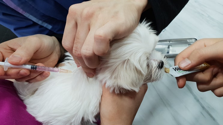 세종 바른동물병원에서 2차 예방접종(강아지 예방접종 비용,말티즈)