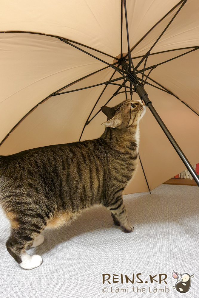 '비구름상점'에서 나무손잡이 장우산 마련했어요