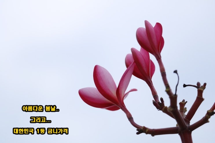  아름다운 봄날에 전해 드리는 치과금니가격 3월 6일