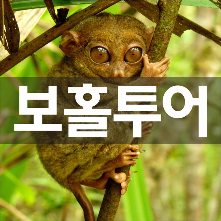  자연이 살아숨쉬는 신비의 섬! 보홀섬 투어!