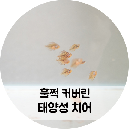 훌쩍 커버린 태양성 디스커스 치어들
