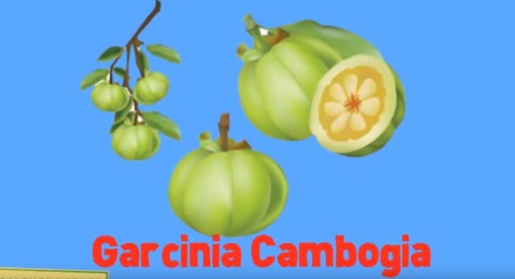  가르시니아 효능 부작용 HCA