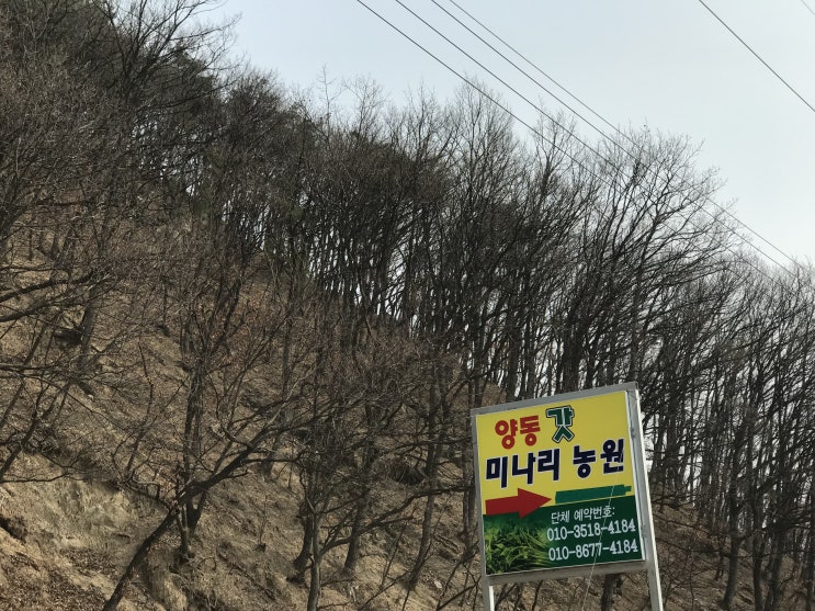  양동 갓 미나리 농원 :) 미나리 삼겹살 뿌시기