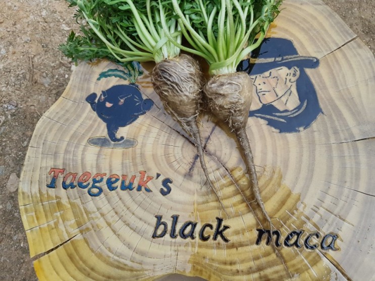 마카재배-수확 한달 앞둔 블랙마카는