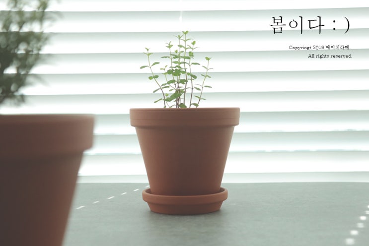  로즈마리, 애플민트 토분 분갈이 해줬네요. (허브 키우기)