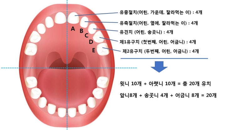  유치 갯수와 나는 순서~ :-)