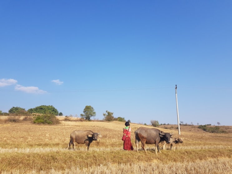 미얀마 혼자 여행(2019.1.25~2.2) 1박 2일 껄로 트레킹