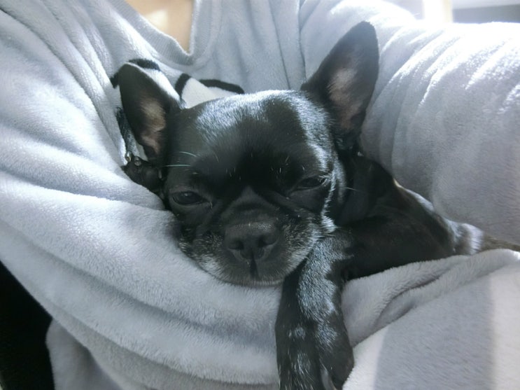  너처럼 귀여운 강아지 또 있을까?