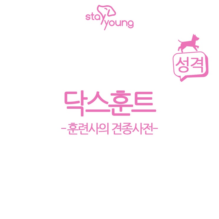  [훈련사의 견종사전] 닥스훈트 성격편!