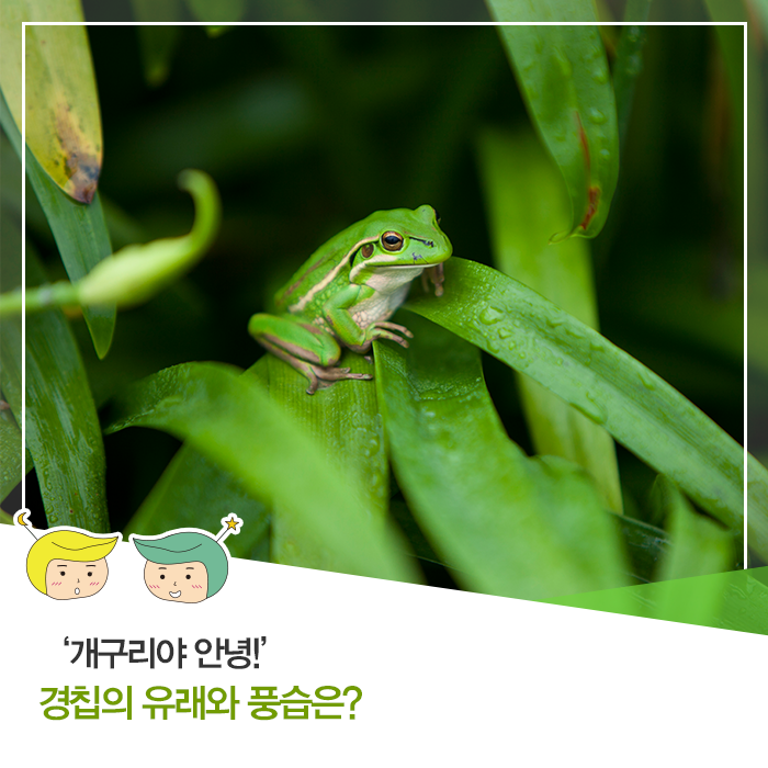  ‘개구리야 안녕!’ 경칩의 유래와 풍습은?