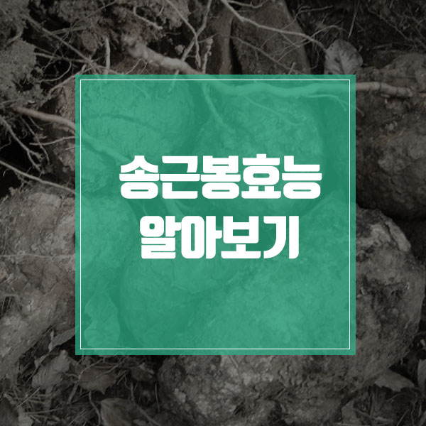  송근봉효능에 대해 알아봅시다~