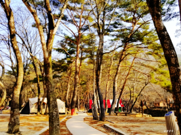  월악산국립공원닷돈재자동차야영장(19.03.01~19.03.02)