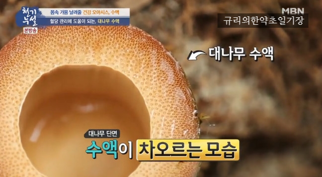  수액 질병 맞춤 활용법! 대나무수액 고로쇠수액 자작나무수액 효능 정리합니다 오가피 열매까지~