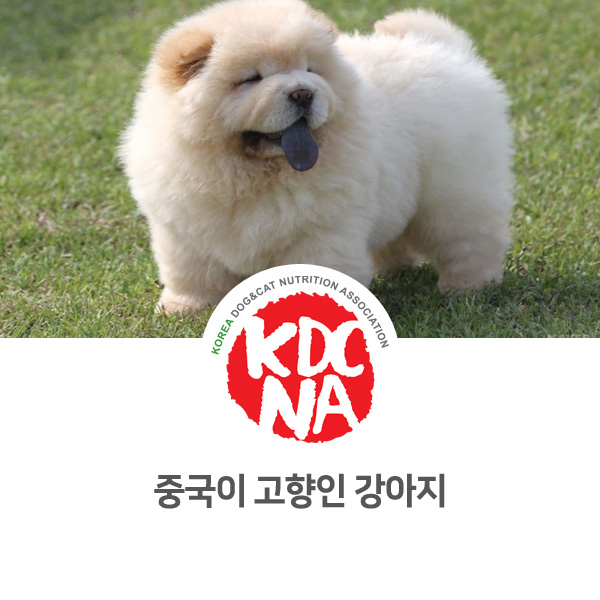  [반려동물 정보 뉴스] 중국에서 온 강아지 알아보기_07