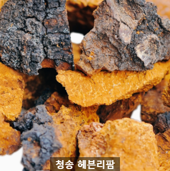  차가버섯 효능 및 분말 먹는 방법