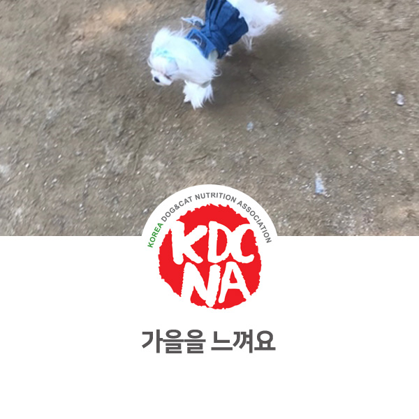 [반려동물 영양 전문 수제간식 창업] 서울 반려견 놀이터 강아지 산책하기_17