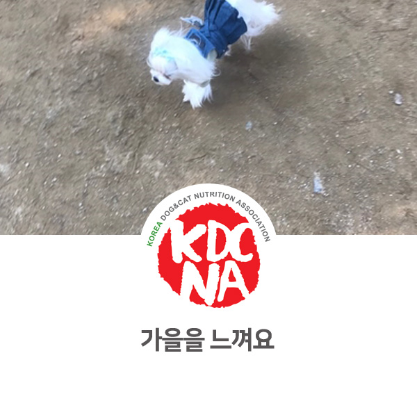  [반려동물 영양 전문 수제간식 창업] 서울 반려견 놀이터 강아지 산책하기_17
