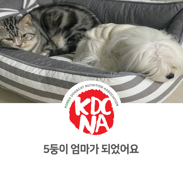 [반려동물 영양 전문 수제간식 창업] 쁘띠푸드 강아지 고양이 같이 키우기_24