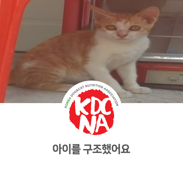  [반려동물 영양 수제간식 창업] 구조된 새끼고양이 입양처 찾기_09