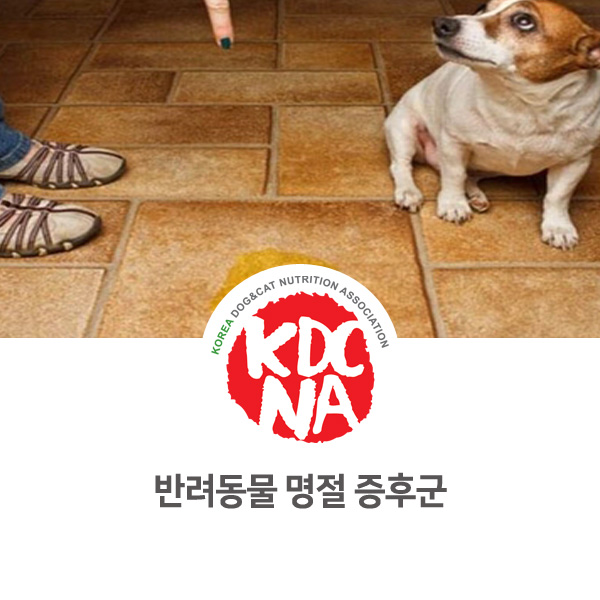  반려견도 명절 증후군이 있답니다