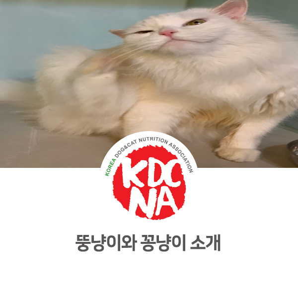 [반려동물 영양 전문 수제간식 창업] 유기묘 고양이 입양하기_20