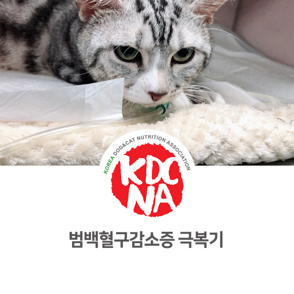 [반려동물 영양 전문 교육] 고양이 범백혈구 감소증 극복기_26