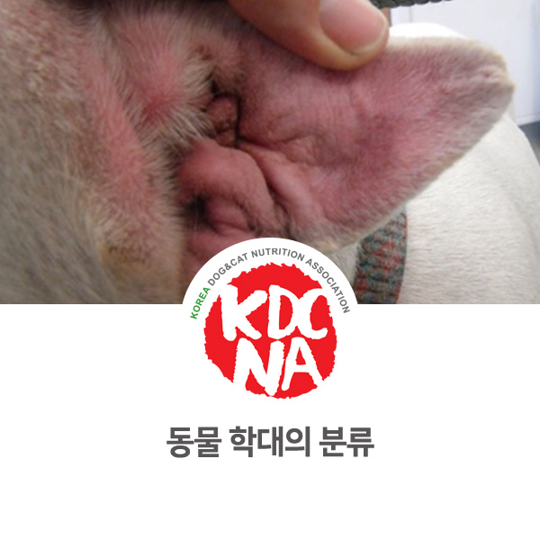 [반려동물 사건 사고] 동물 학대의 범위에 방치도 포함_05