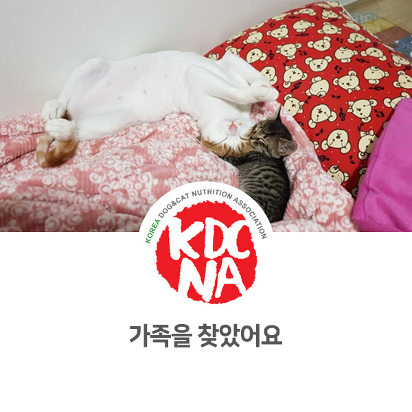  [반려동물 영양 수제간식 창업] 구조된 새끼고양이 입양 돕기_04