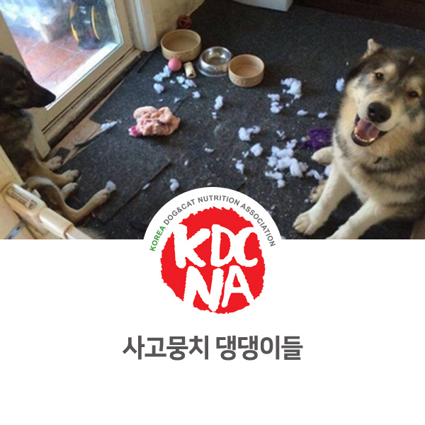  [반려동물 정보 뉴스] 사고 뭉치 강아지 안전에 주의하자_06