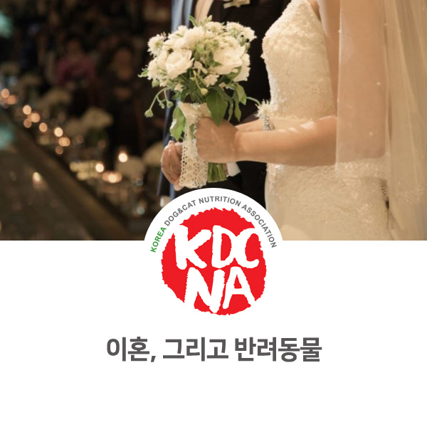  [반려동물 정보 뉴스] 이혼하면 같이 키우던 강아지 고양이는 어떻게 될까?_02