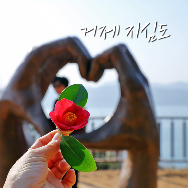  거제도 지심도 동백꽃 보러 터미널 배편 알고Go!