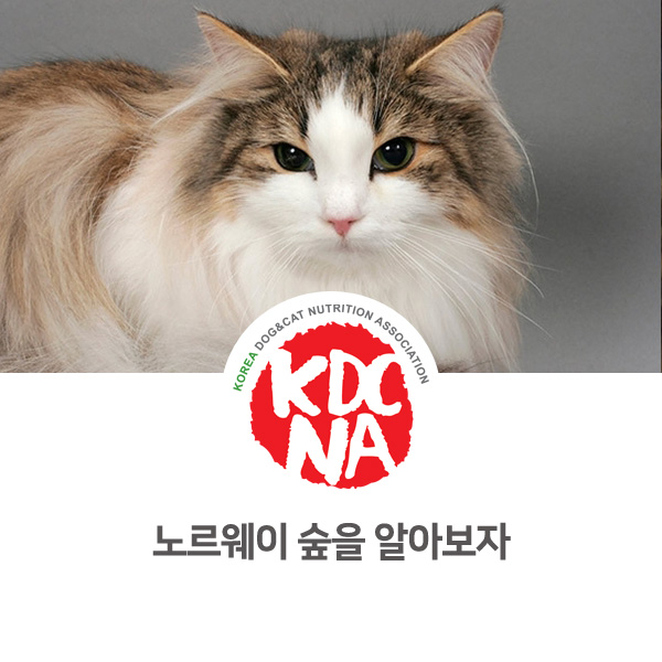 [반려동물 정보 뉴스] 노르웨이숲 고양이 특징 알아보기_08