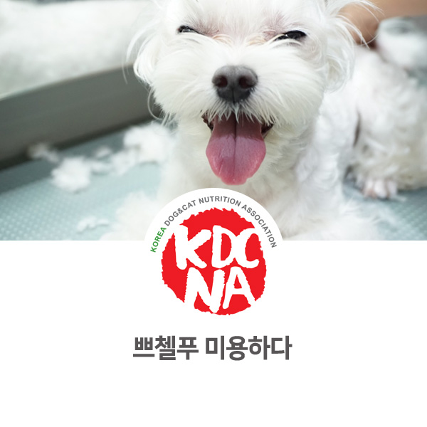  [반려동물 영양 수제간식 창업] 강아지 스포팅 미용_07