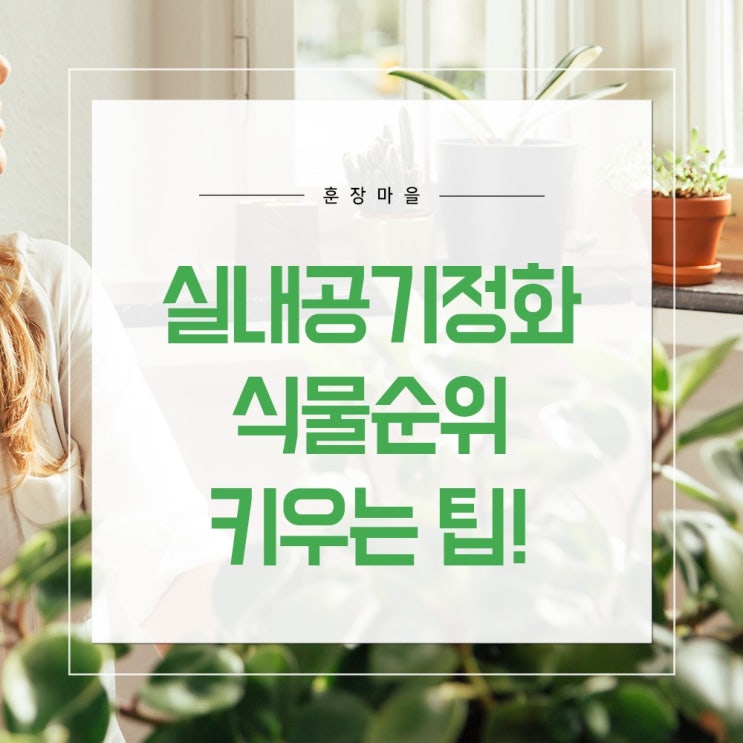  실내공기정화식물순위! 키우는 팁까지