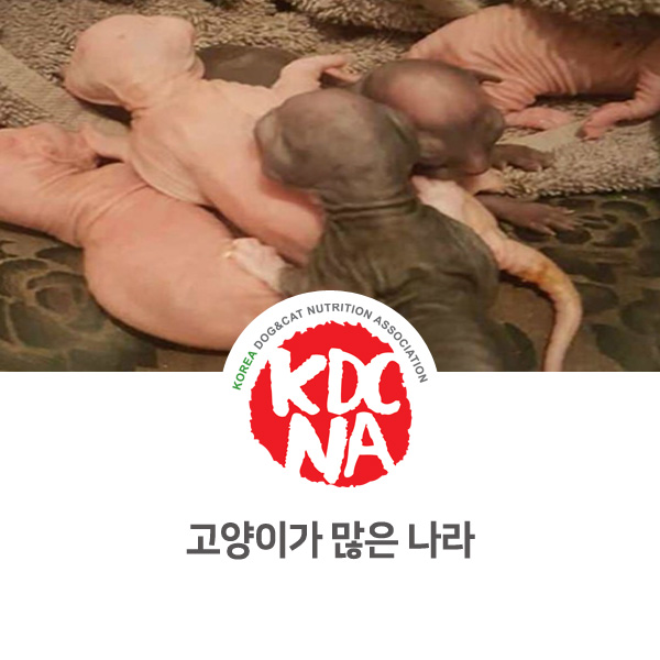  [반려동물 정보 뉴스] 고양이를 많이 키우는 나라는 어디일까요?_01