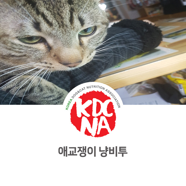 [반려동물 영양 전문 수제간식 창업] 망고네펫푸드 고양이 비투 소식_23