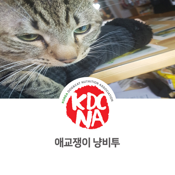  [반려동물 영양 전문 수제간식 창업] 망고네펫푸드 고양이 비투 소식_23